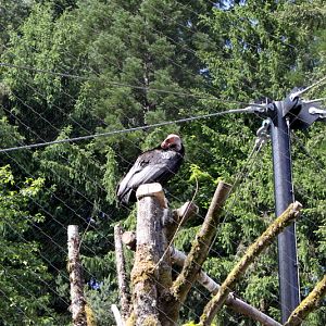 Condors of the Columbia