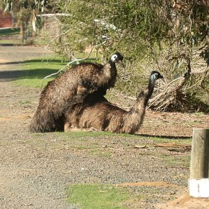 Emu Sex