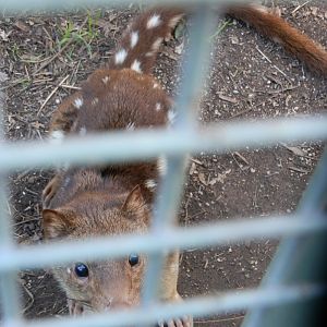 Spotted Quoll