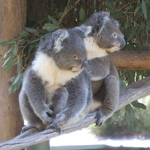 Koalas
