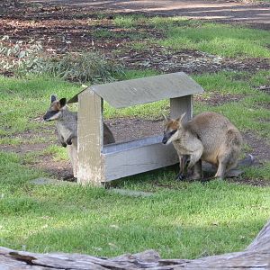 Northern Swamp Wallaby