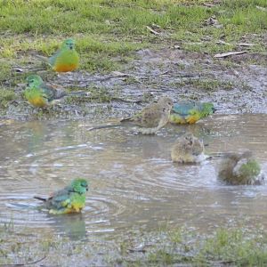 Red Rump Parrots (wild)