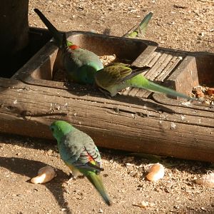 Red Rump Parrots (wild)