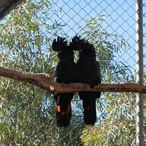 Red Tailed Black Cockatoos