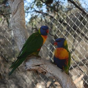 Rainbow Lorikeets