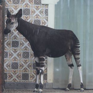 Okapi