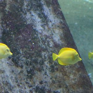Yellow surgeonfishes