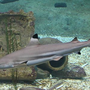 Black-tippes reefshark