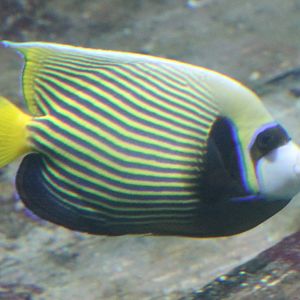 Emperor angelfish