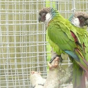 Grey-breasted conure
