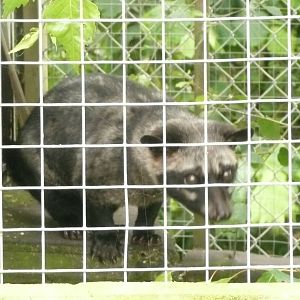 Common palm civet