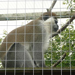 Vervet monkey