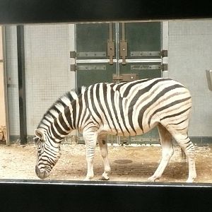 Zebra