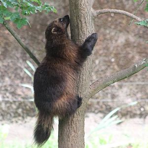 Climbing Wolverine