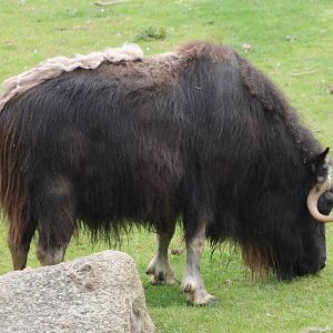 Musk ox