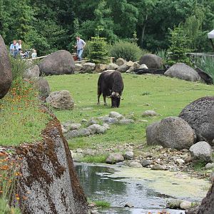 Musk ox enclosure