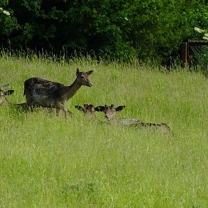 Black fallow deer;(Not seen these before)