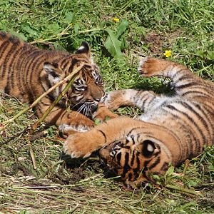 Sumatran Tiger cubs, 9th June 2014