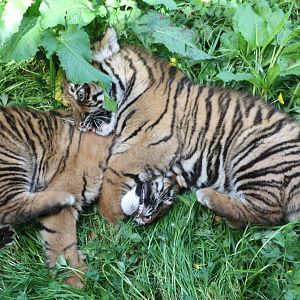Sumatran Tiger cubs, 9th June 2014