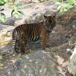 Sumatran Tiger cub, 9th June 2014