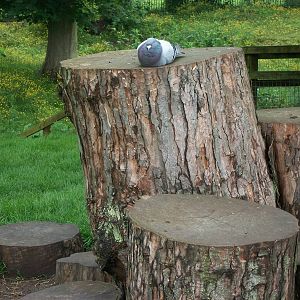 Daisy has been usurped, 7th June 2014