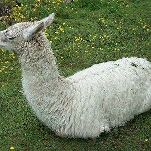 Soggy Llama time again, 7th June 2014