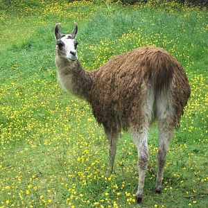 Soggy Llama time again, 7th June 2014