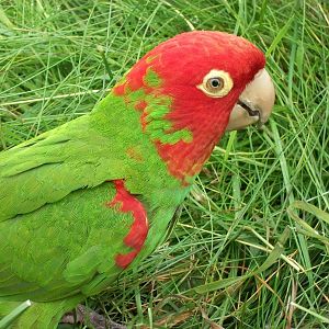 Red-masked Conure, 7th June 2014