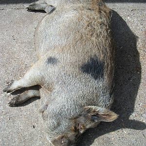 Pepper (Peppa?) relaxes, 8th June 2014