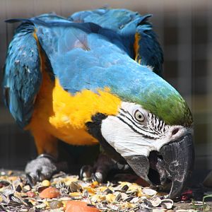 Monty, 8th June 2014