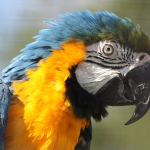 Monty, 8th June 2014