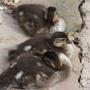 Duckling update, 8th June 2014