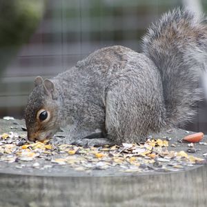 When Millie and Monty had finished feeding......, 8th June 2014