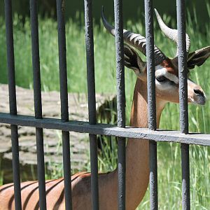 Gerenuk