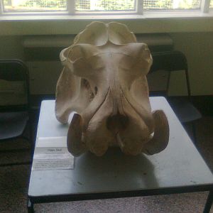 hippo skull