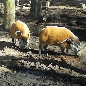 red river hogs
