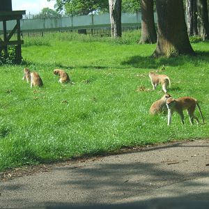 Patas Monkey