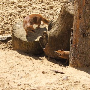 Yellow Mongoose