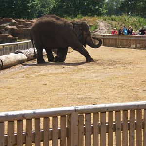 Asian Elephant