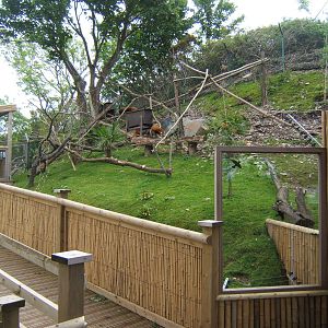 View of Red Panda enclosure