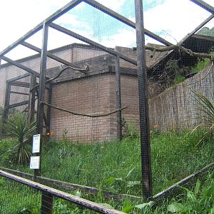 View of White-faced Scops Owl Aviary
