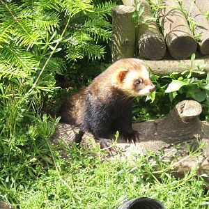 European Polecat