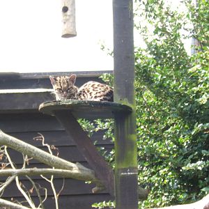 Margay