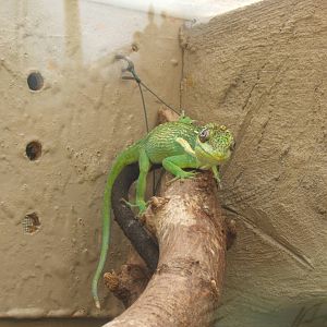 Cuban Knight Anole