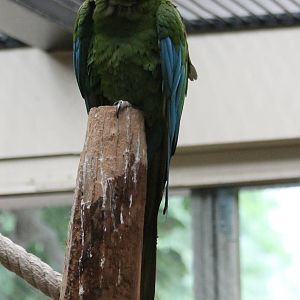 Mexican military macaw