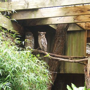 Brown Fish Owl (Bubo zeylonensis)