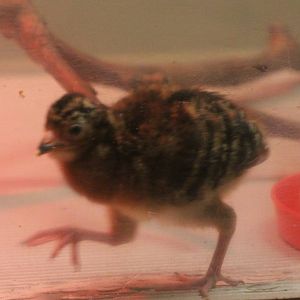Yellow knobbed currasow chick