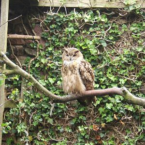 Turkmenian Eagle Owl (Bubo bubo turcomanus)