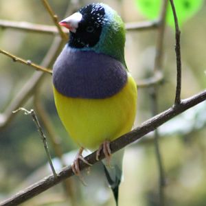 Gouldian finch