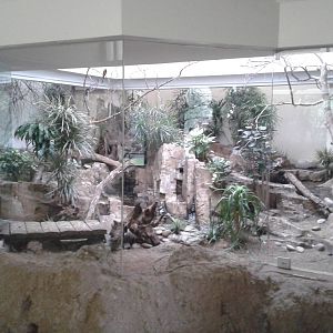 African aviary